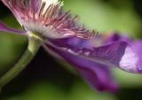 Clematis