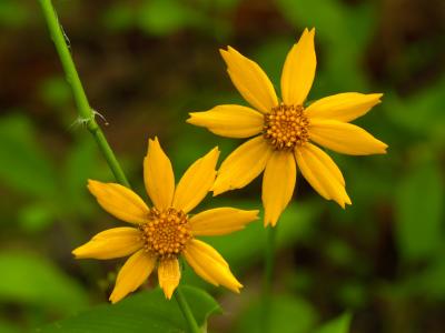 Spring Flowers