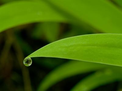 Water Tipped Leaf