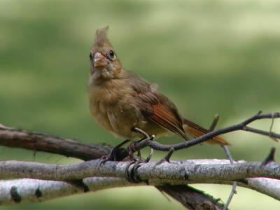 Baby Female Cardinal