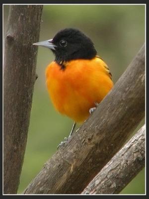 Male Northern Oriole 2