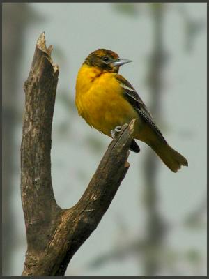 Female Northern Oriole