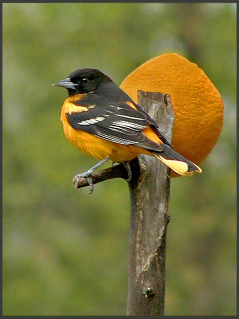 Male Northern Oriole