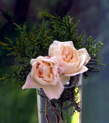 First roses.JPG