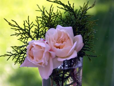Roses.JPG