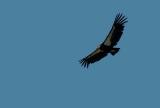 May 12, 2005 - Condor!