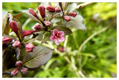shrub_flower