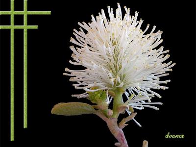 Fothergilla_2