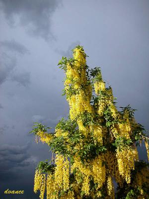 Golden Chain Tree
