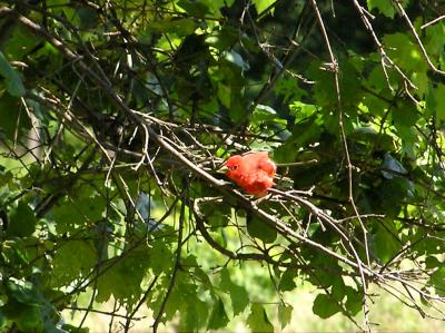 u26/db_ohio/medium/43423703.Summertanager.jpg