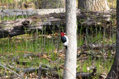 u26/db_ohio/medium/43425200.RedHeadedWoodpecker.jpg