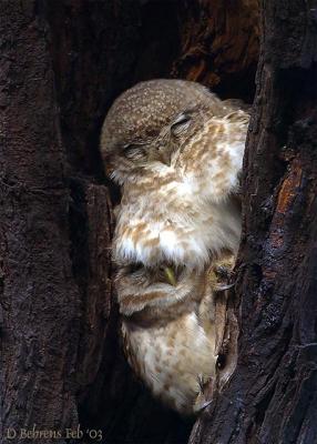 Spotted-Owlets-sleep.jpg