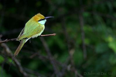 Little-Green-Bee-eater_.jpg
