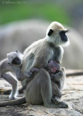 Common Langur