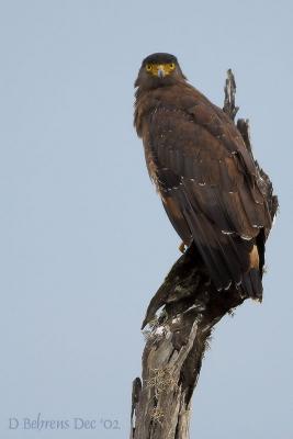 Crested Serpent Eagle.jpg