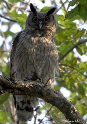 Dusky Eagle Owl male.jpg