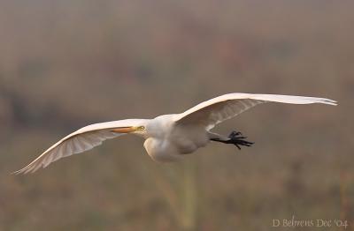 Egret in flight.jpg