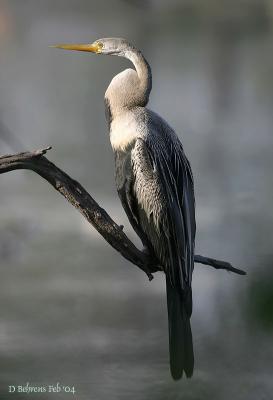 Indian Darter.jpg