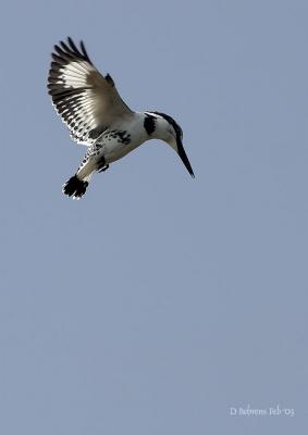 Pied Kingfisher hovering.jpg