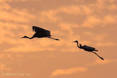 Sarus Cranes.jpg