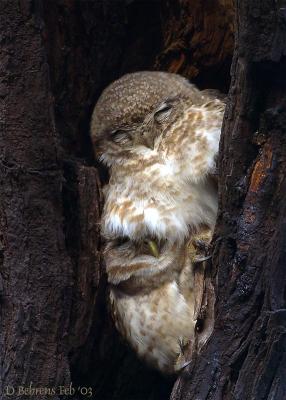 Spotted Owlets asleep.jpg