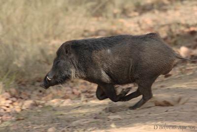 Wild Boar on the run.jpg