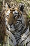 Tigress by her kill.jpg