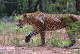 Yala leopard 2002.jpg