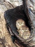 3 Spotted Owlets.jpg