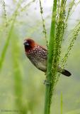 Scaly-Breasted Munia.jpg