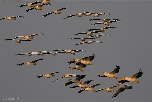 Great-White-Pelicans-flight.jpg