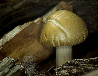 mushroom7060.jpg
