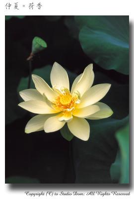 lotus01.jpg