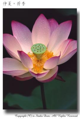 lotus06.jpg