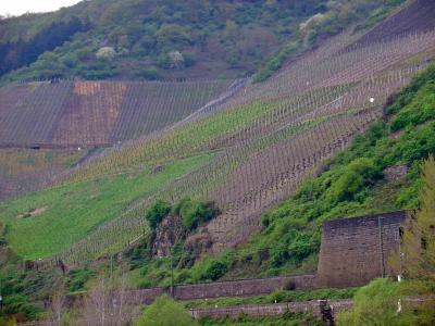 Vineyards along the Rhine . . .