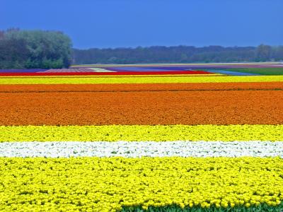 The tulip fields (more in another gallery)