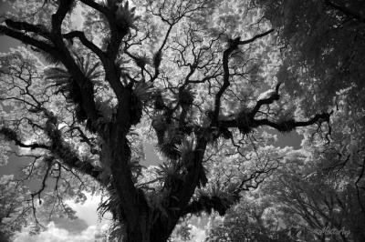 Fort Canning Tree Top (IR B & W)