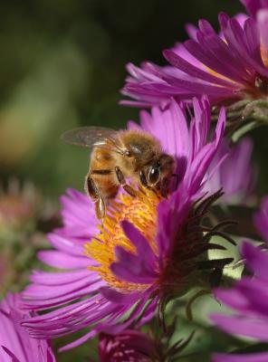 040916 Honeybee on aster.jpg