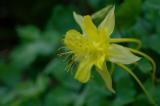 Aliens aka columbines - 1