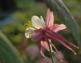 Aliens aka columbines - 3