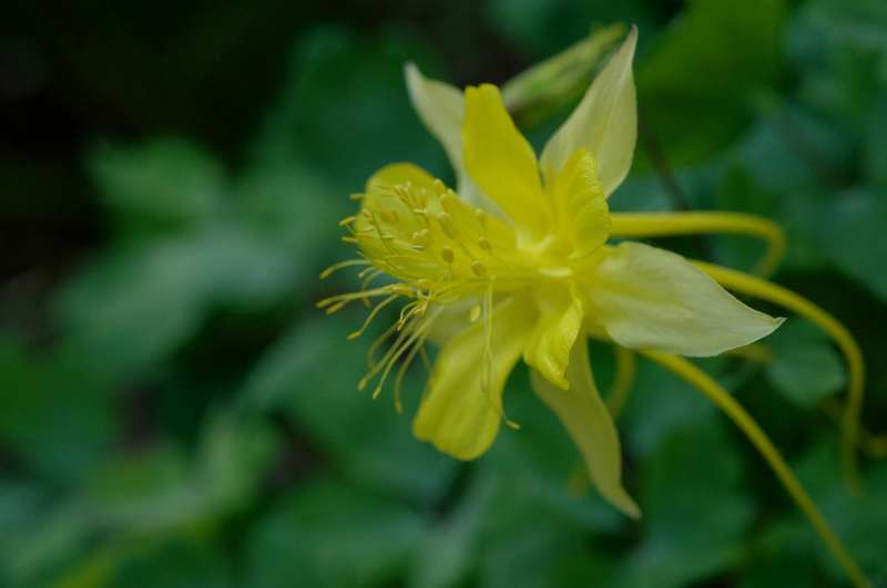 Aliens aka columbines - 1