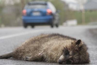 raton-laveur  mort ...