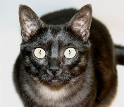ebony startled by flash