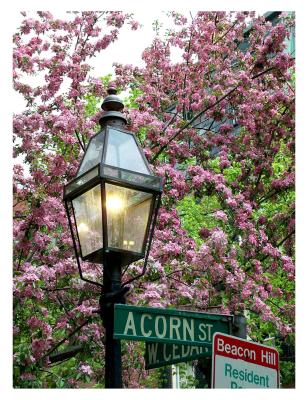 Spring in Beacon Hill
