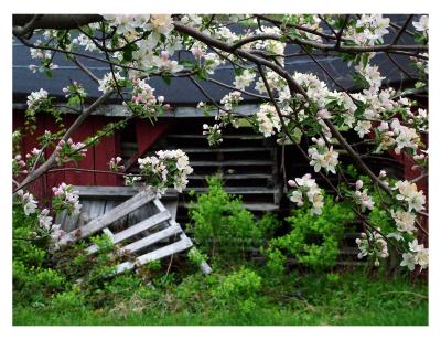 Hollis, NH: Apple Blossoms