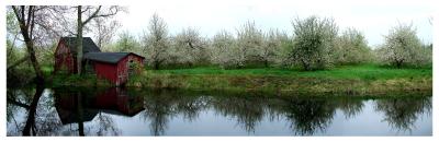 Apple Orchards, Hollis, NH