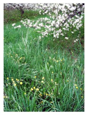 Spring Fields, Hollis, NH