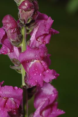 u26/derrel/medium/43336487._DSC2398_small_tissue.jpg
