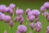 DSC_1796_704Chives.jpg