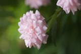 _DSC2334_725x_roses.jpg